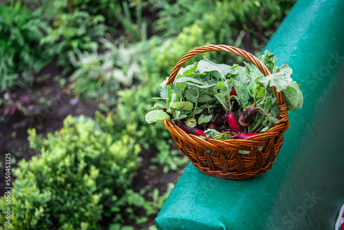 Freshly harvested ugly organic fruits of radishes with green foliage in the farmer s basket in the summer. Organic agriculture.