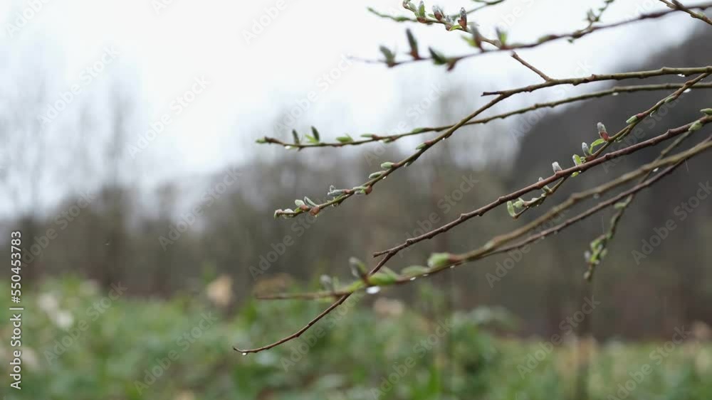A willow branch with buds swings in the wind during the rain. A willow branch with buds swings in the wind during the rain.