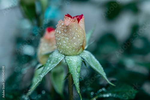 Botão de uma flor rosa com gotículas de água do orvalho. photo