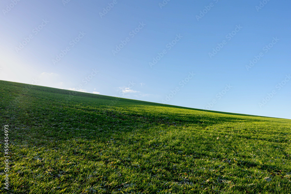 Landscape view of green grass field on slope hill under blue sky and white fluffy clouds, Green meadow on hilly side with warm sunlight in the morning, Nature background, Free copy space for your text