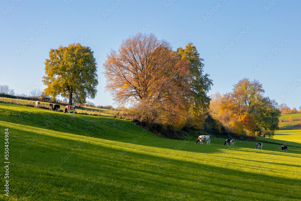Autumn landscape of hilly countryside in Zuid-Limburg, Open farm with cows on hillside with green grass meadow and soft sunlight, Terrain in Southern part of the Dutch province of Holland, Netherlands