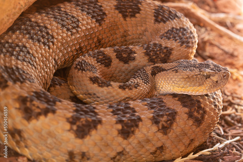 A great basin rattlesnake is curled up in the shade it's color blending perfectly with the surrounding desert soil.  photo
