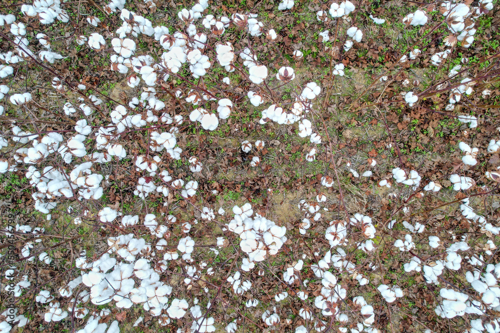 Central North Carolina Cotton Fields. Just north of Raleigh, North Carolina. Straight Down Central North Carolina Cotton Fields. Just north of Raleigh, North Carolina. Straight Down