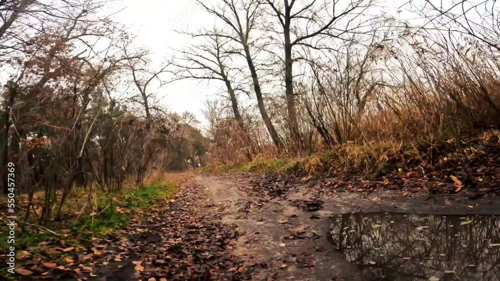 Flight from the first person through the autumn forest. Autumn environment. Nature footage. Country road. Point of view. Flight from the first person through the autumn forest. Autumn environment. Nature footage. Country road. Point of view.