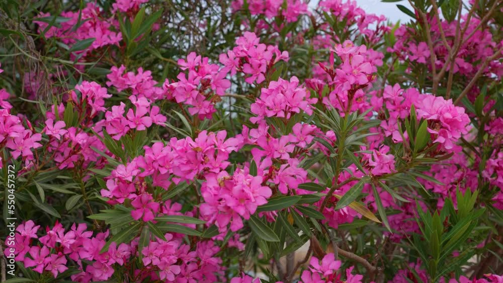 Nerium oleander, Nerium. Blooming red flowers in Turkey. Most commonly, is a shrub or small tree cultivated worldwide in temperate and subtropical areas as an ornamental and landscaping plant. Nerium oleander, Nerium. Blooming red flowers in Turkey. Most commonly, is a shrub or small tree cultivated worldwide in temperate and subtropical areas as an ornamental and landscaping plant.