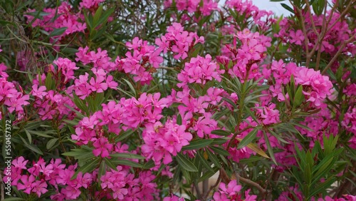 Wallpaper Mural Nerium oleander, Nerium.  Blooming red flowers in Turkey. Most commonly, is a shrub or small tree cultivated worldwide in temperate and subtropical areas as an ornamental and landscaping plant. Torontodigital.ca