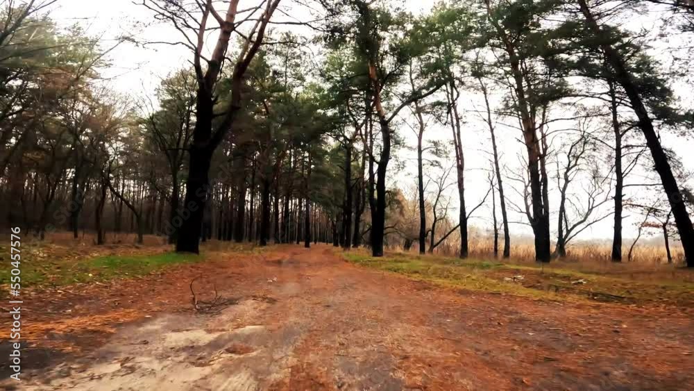 Flight from the first person through the autumn forest. Autumn environment. Nature footage. Country road. Point of view. Flight from the first person through the autumn forest. Autumn environment. Nature footage. Country road. Point of view.
