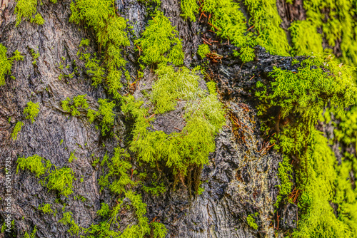 Green Moss on a Tree, Green Moss Tree Bark Texture