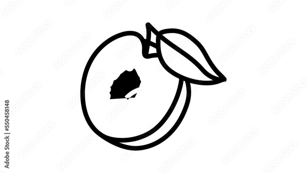 plum seed cut leaf line icon animation plum seed cut leaf line icon animation