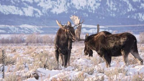 Bull Moose sparring with each other during winter in Wyoming after the rutting season.