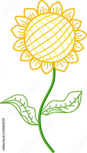 Sunflower. Hand drawn colorful floral vector illustration.