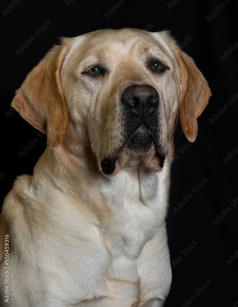yellow labrador dog retriever portrait. headshot