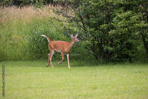 White-tailed deer running in a meadow 