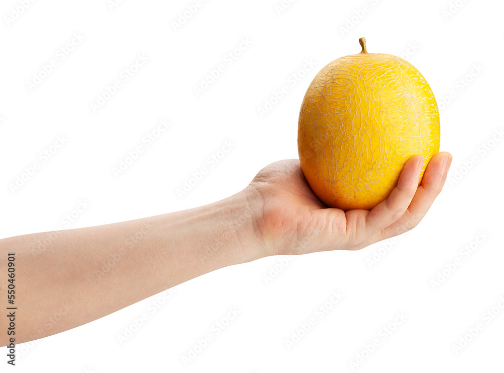 yellow melon in hand path isolated on white yellow melon in hand path isolated on white