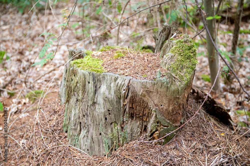 Obraz premium Tree stump with coniferous foliage in the forest