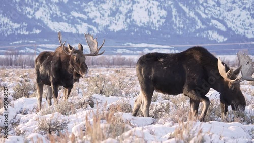 Bull Moose walking away from other bull through the snow in the Grand Tetons. photo