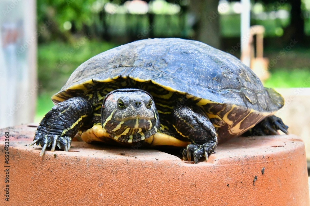 Photo Picture of Red Eared Terrapin Turtle Trachemys Scripta Elegans Tortoise Photo Picture of Red Eared Terrapin Turtle Trachemys Scripta Elegans Tortoise