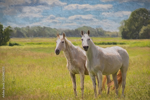 Two white horses grazing on a pasture amidst a beautiful rural landscape. They gaze at the camera, while an oil paint filter creates a rich, textured canvas effect. 