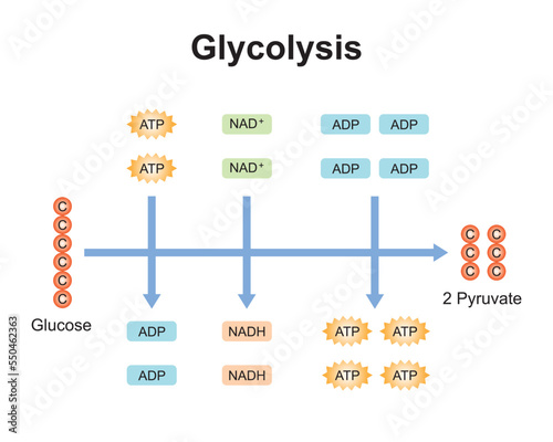 Scientific Designing of Glycolysis Steps. Converting Glucose into Pyruvate. Colorful Symbols. Vector Illustration.