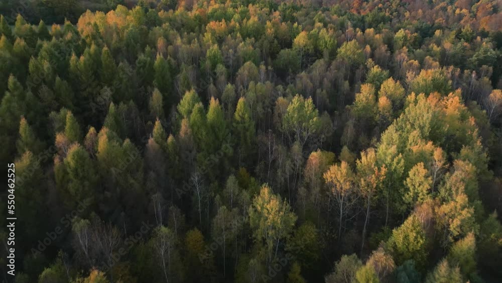 Aerial moving under the autumn forest in Poland. No horizon, only woods. Aerial moving under the autumn forest in Poland. No horizon, only woods.