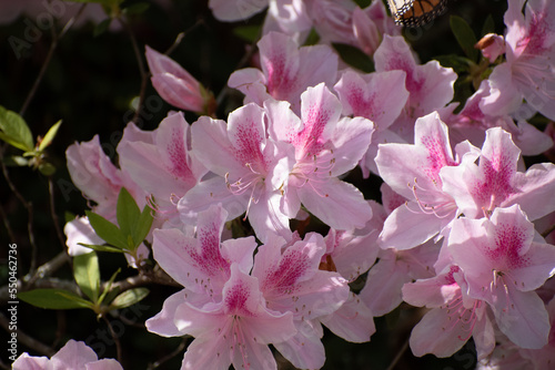Pink Azaela Bush Blooming in Spring