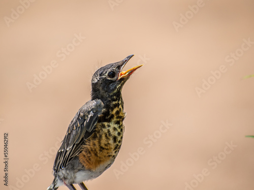 Foto Hungry Baby Fledgling Robin with Mouth Open