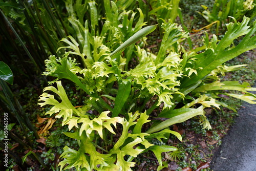 Bolbitis auriculata (Lam.) Alston, auch bekannt als Ohrfarn oder Ohrfarn-Feenfarn, ist eine attraktive, epiphytische Farnart aus der Familie der Dryopteridaceae. photo