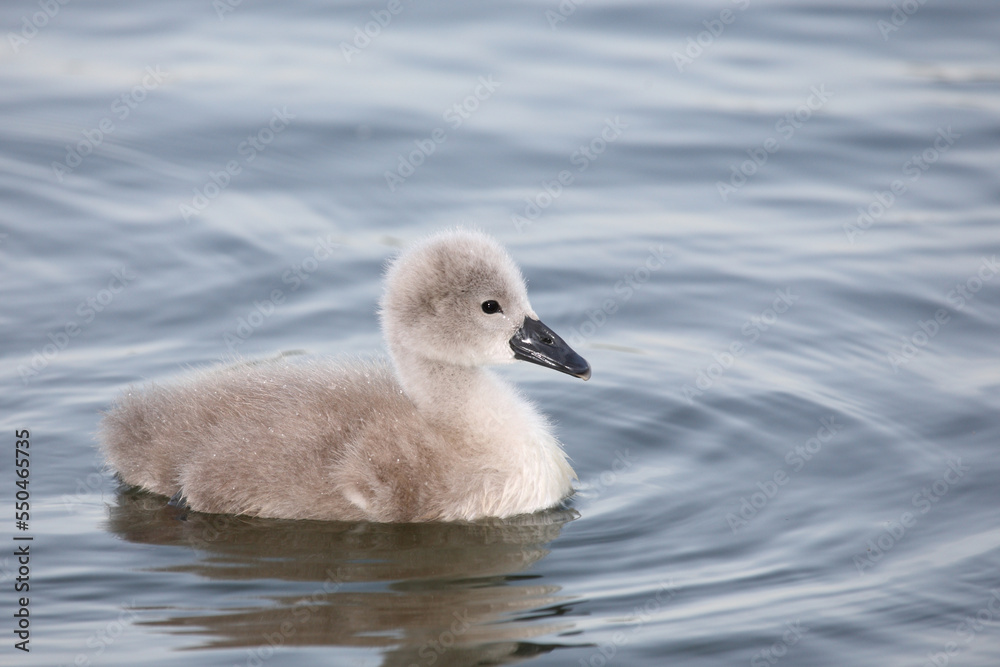 Höckerschwan / Mute swan / Cygnus olor. Höckerschwan / Mute swan / Cygnus olor.