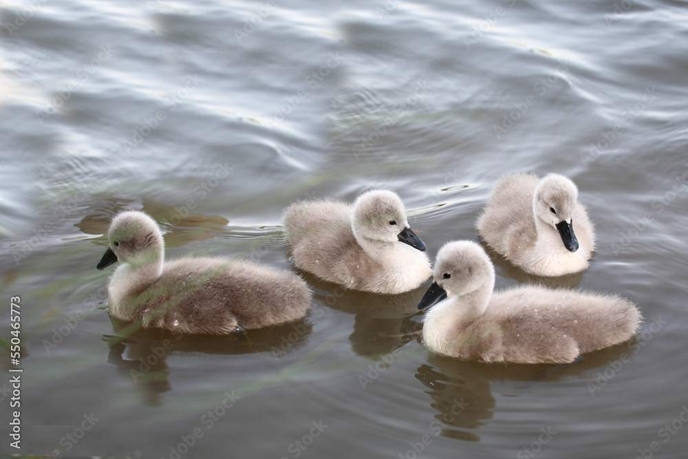 Höckerschwan / Mute swan / Cygnus olor. Höckerschwan / Mute swan / Cygnus olor.