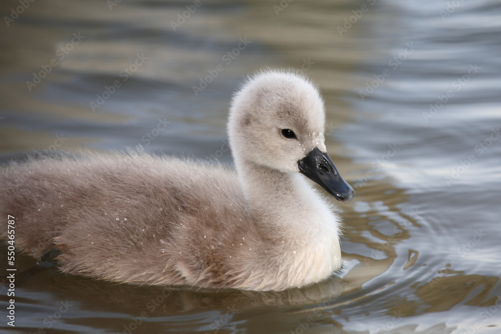 Höckerschwan / Mute swan / Cygnus olor. Höckerschwan / Mute swan / Cygnus olor.