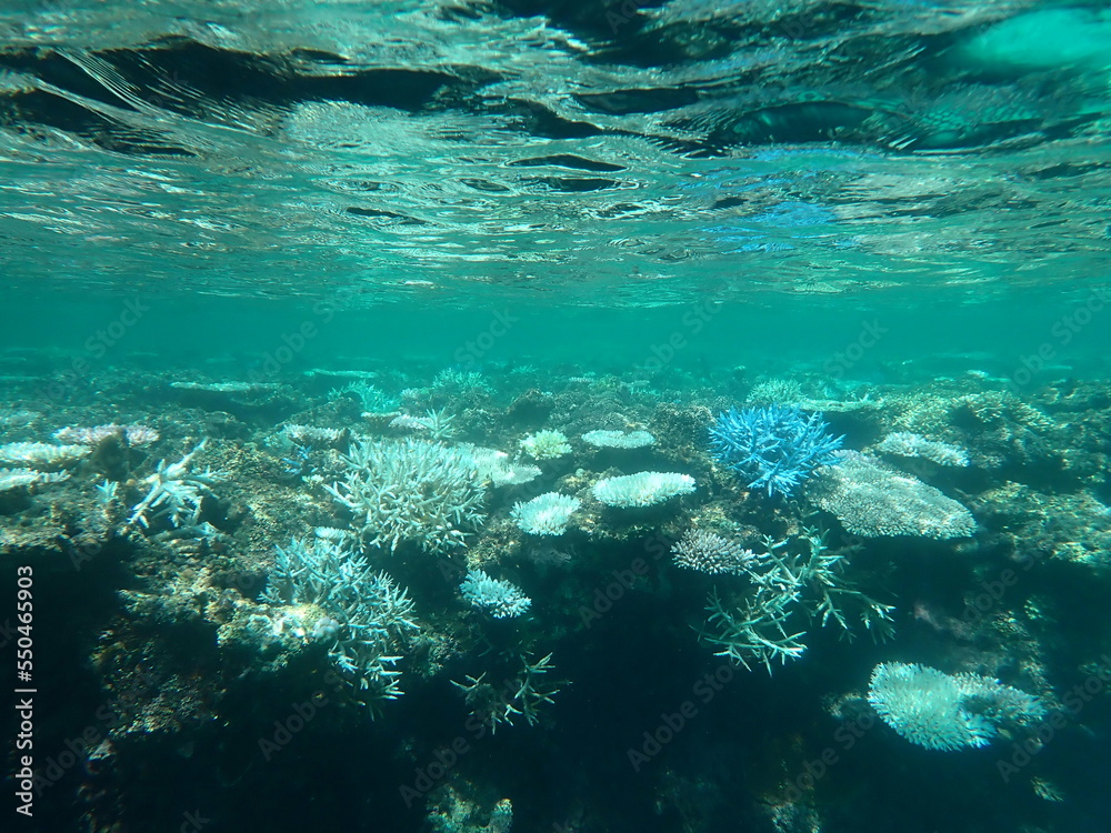 地球温暖化、変わりゆくサンゴ
