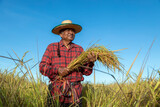 An elderly farmer holding paddy with smile stands on the rice field against the blue sky background.