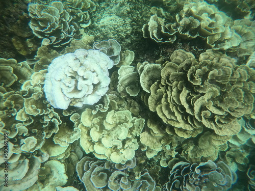 生物多様性、水温上昇に伴うサンゴの白化