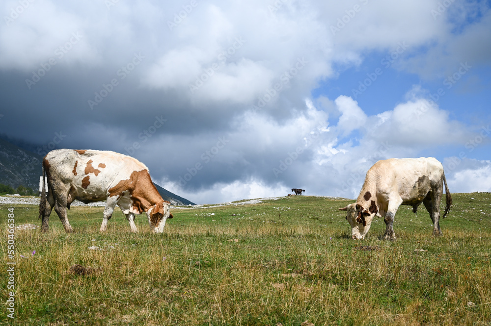 Bull and cow grazing fresh grass on the mountain. Farm. Oxen on a meadow. Cows on pasture. Herd of cattle in countryside. Bull and cow grazing fresh grass on the mountain. Farm. Oxen on a meadow. Cows on pasture. Herd of cattle in countryside.