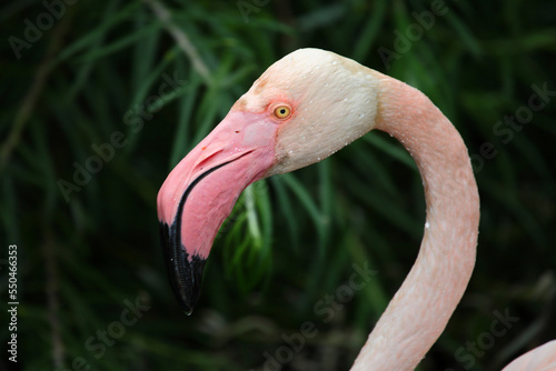 Rosaflamingo  / Greater flamingo / Phoenicopterus roseus