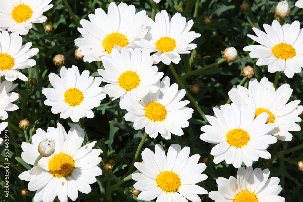Fototapeta premium Blume / Flower / Flos
