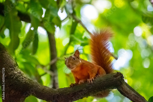Red-tailed squirrel on tree branch.
