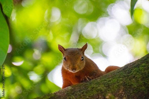 Red-tailed squirrel at La Bailarina Park , El Poblado, Medellin.