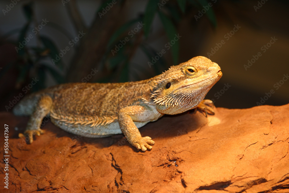 Fototapeta premium Streifenköpfige Bartagame / Central bearded agama / Pagona vitticeps