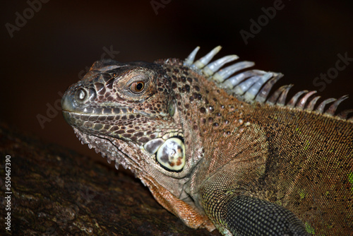 Gr  ner Leguan   Green iguana   Iguana iguana