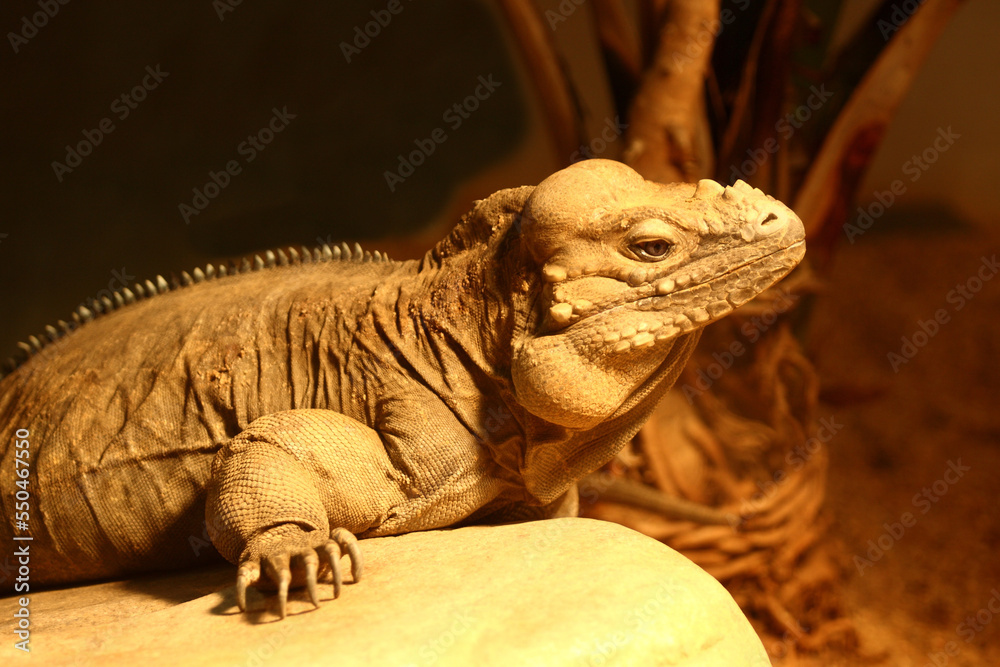 Fototapeta premium Nashornleguan / Rhinoceros iguana / Cyclura cornuta