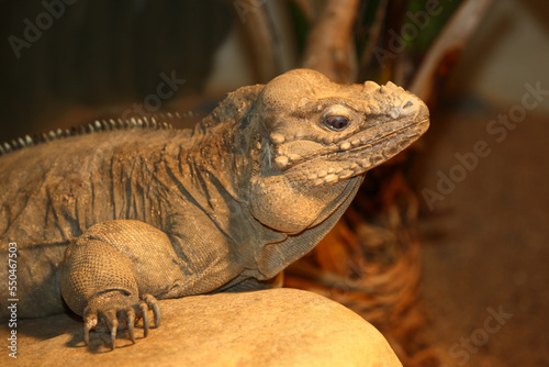Nashornleguan   Rhinoceros iguana   Cyclura cornuta