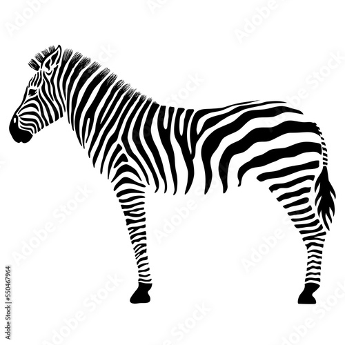 Zebra silhouette  side view  black and white illustration over a transparent background  PNG image