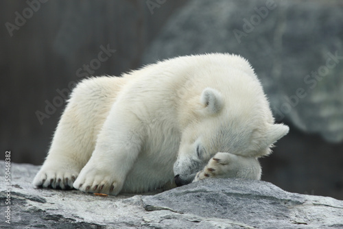 Eisbär / Polar bear / Ursus maritimus.