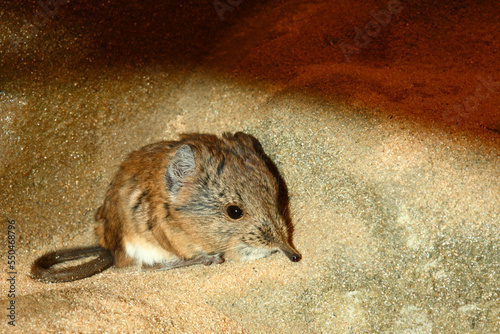 Kurzohrrüsselspringer / Round-eared elephant shrew / Macroscelides proboscideus photo