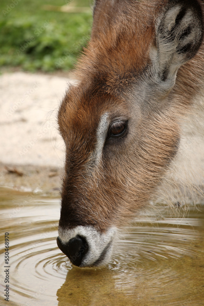 Defassa-Wasserbock / Defassa waterbuck / Kobus defassa - Kobus ellipsiprymnus defassa Defassa-Wasserbock / Defassa waterbuck / Kobus defassa - Kobus ellipsiprymnus defassa