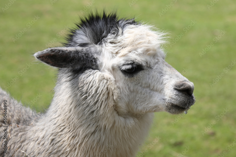 Obraz premium Alpaka / Alpaca / Vikugna pacos