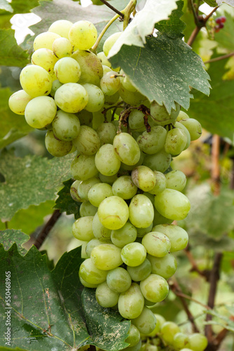 Delicious green grapes growing in vineyard, closeup