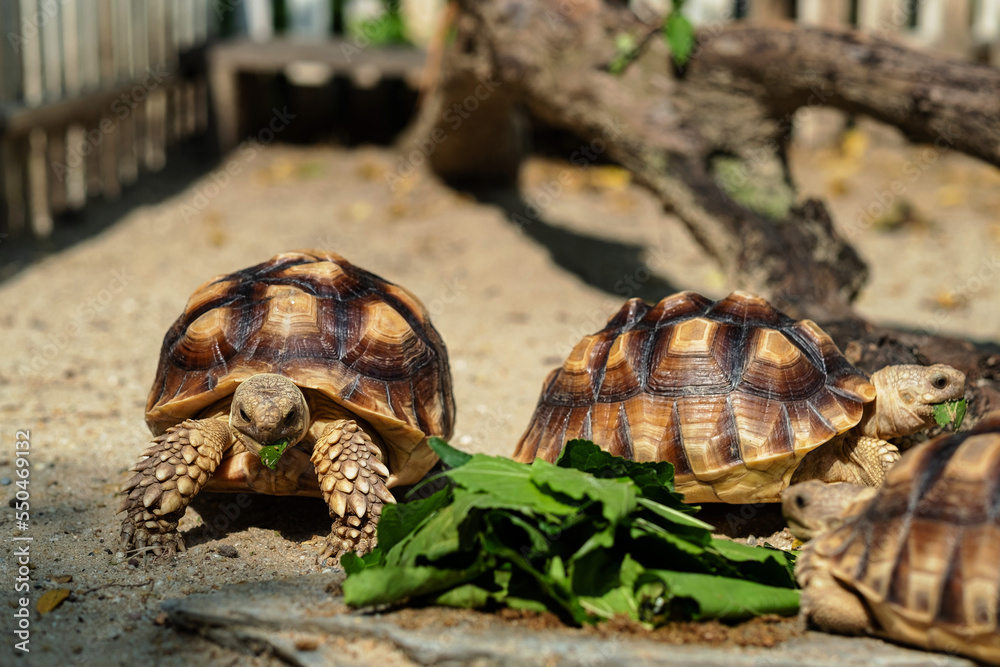 Sucata tortoise eating vegetables with nature background Sucata tortoise eating vegetables with nature background