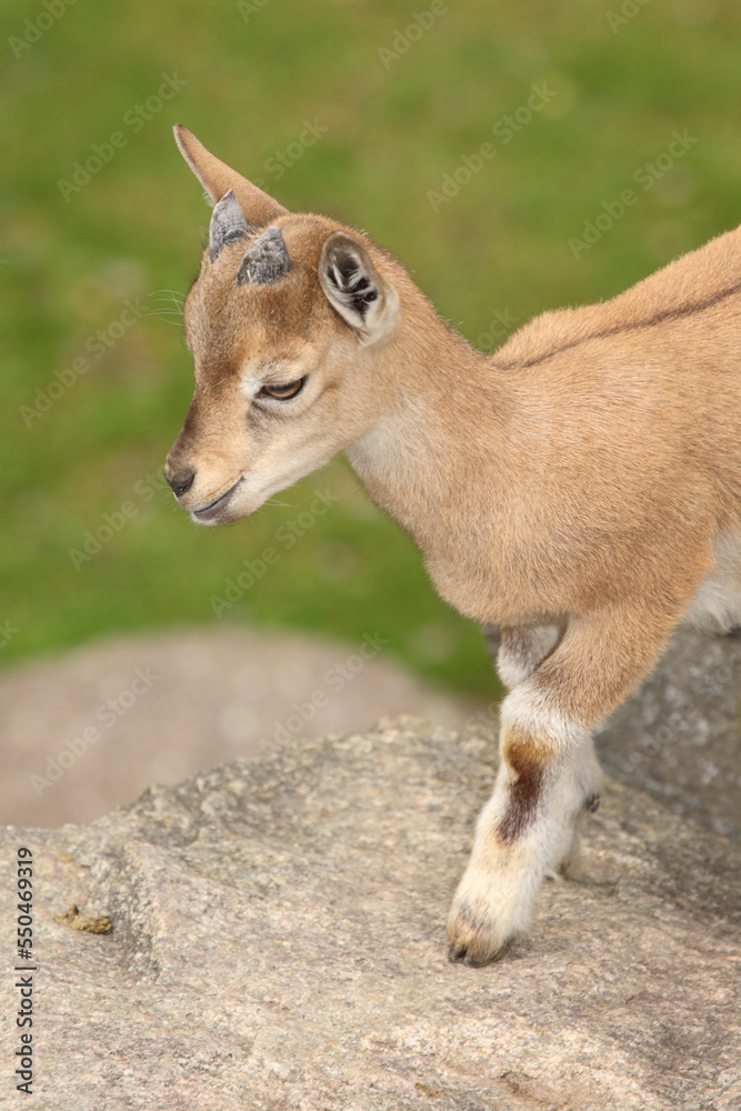 Fototapeta premium Schraubenziege / Markhor / Capra falconeri.